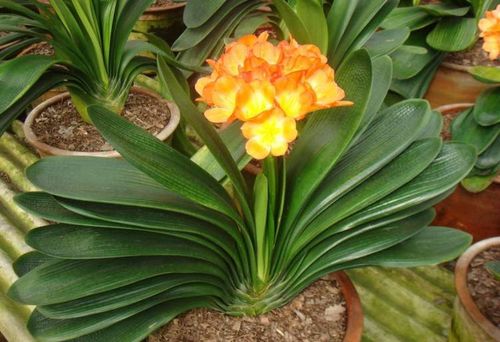 花卉种植技术 君子兰换盆后怎么养,连续三天把水浇透十分重要