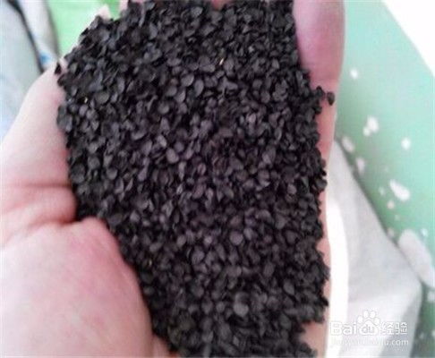 家庭怎样种葱