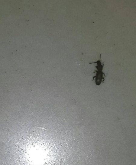 最近家里有种黑色的小虫子 见图 变多,请问怎么解决