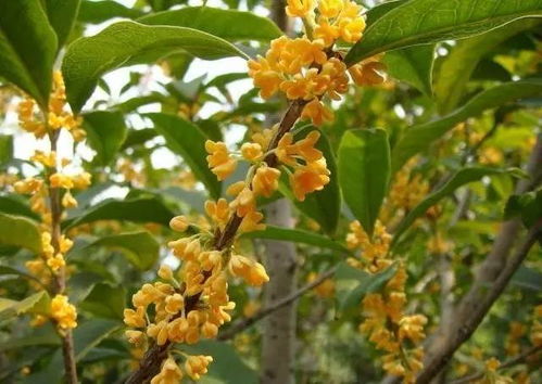 杭城最早的桂花已经开了 另附最全杭州赏桂图