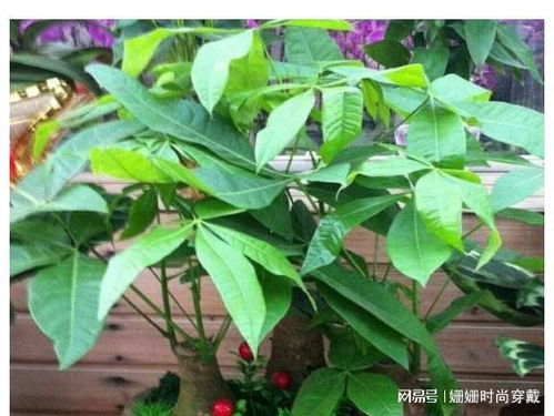 夏天养花出现烂根怎么办 3种方法能挽救