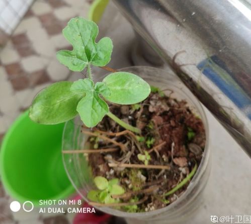 一把西瓜籽,直接撒土里,自己也能种出西瓜