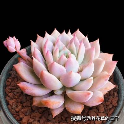 此花比绿萝好养,一块钱一棵,一棵一年变多盆,新手也会养