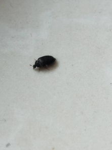 寝室突然出现好多这样的小黑虫,是什么虫啊, 怎么杀掉它们