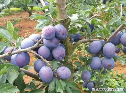李子种植一年要施多少肥 种植李子要怎么施肥好 李子膨果坐果期要施什么肥