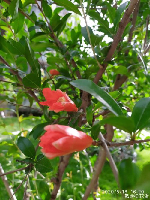 一棵石榴树,只需6步养护,就能边赏花边吃果
