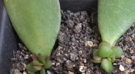 种花的土在哪里买—买花土哪里买