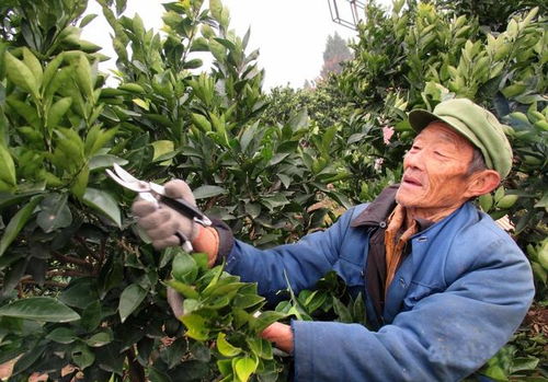 夏天该怎样修剪幼龄果树 很多人连管都不想管,根本不知道怎么剪