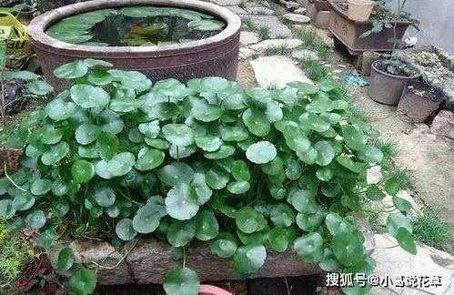乡村常见物件 石头 木头,制成花盆养花,再合适不过了