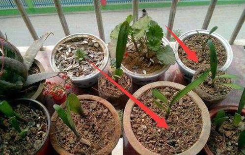 别傻傻给花浇水啦,小心浇死了 老花匠教你一诀窍,养什么都爆盆