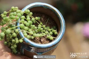 多肉养不好 土壤是关键