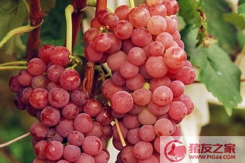家里种葡萄树好不好 葡萄种在院子风水怎样