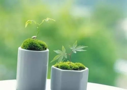 植树节亲子小盆栽