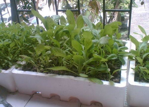 一个泡沫箱,做个 小暖棚 ,茉莉杜鹃栀子花,随便一插都能活