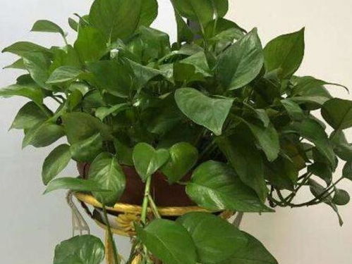 养绿萝简单,不需花费心思管理 掌握4点,植株方能不黄叶烂根