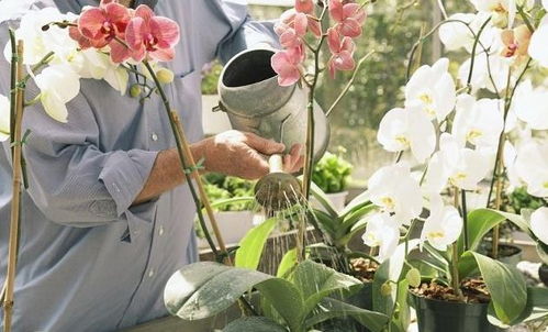 移栽花卉什么时候浇水