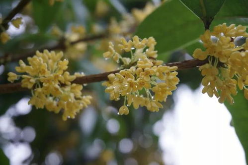 花一派 一种花治一种病简直是家里的 中医药案台
