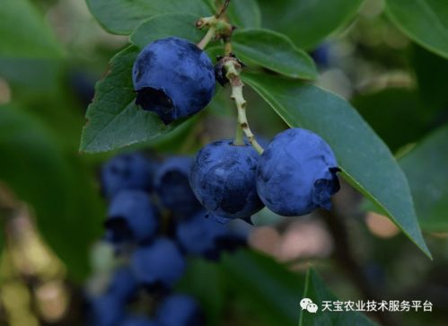 蓝莓土壤调酸最好方法,叶片发黄是缺什么肥料