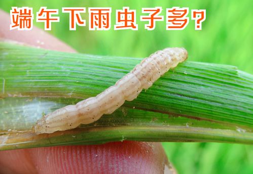 端午节下雨易生虫 为啥有 五月端午雨生虫 的俗语 老话在理
