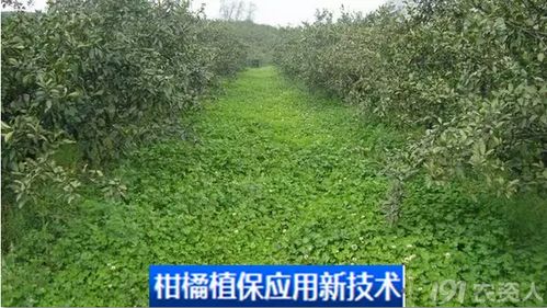 土壤改良 酸性土壤改良的几种方法
