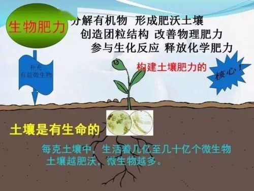 传统的,商品的,生物的,哪种有机肥最适合果园施用