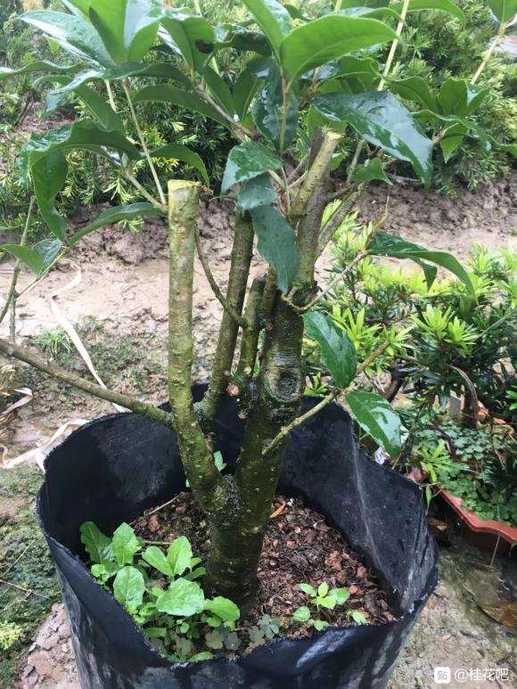 10公分桂花下山桩用多大的花盆最好