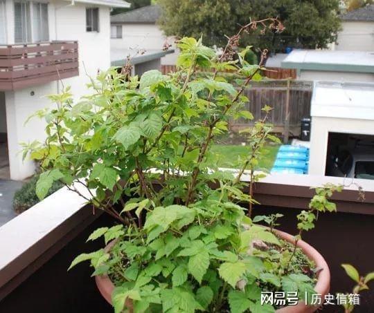 在一个大花盆里适合栽种哪些盆栽水果呢