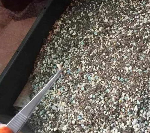 养绿萝吊兰,离不开 小颗粒 ,盆里丢1把,根不烂叶子油亮 陶粒 花友 排水 