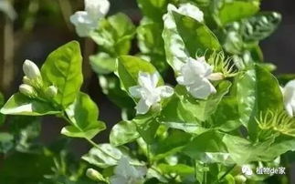 茉莉花的花期管理,在日常的栽培管理