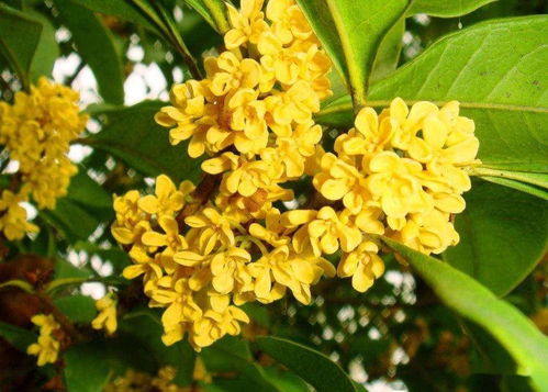 秋季想种植桂花,要从这几方面入手