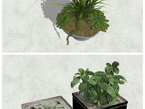 十大最漂亮的多肉植物排名_室内植物盆景十大排