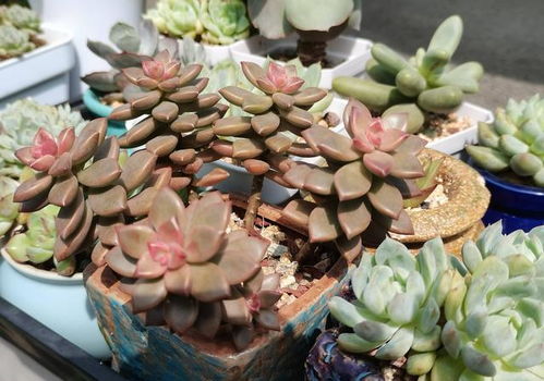 养多肉,有一点很关键,枝叶茁壮变老桩,颜色状态都很赞