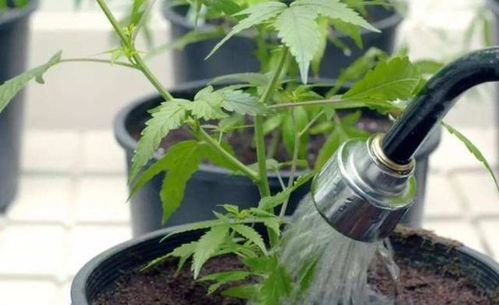 养花别光注意水 肥 光了,多小心2点,选对花盆事半功倍