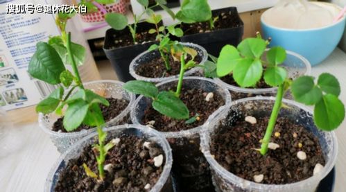 扦插得用到的生根水,新人花友知道该用哪些材料自制吗