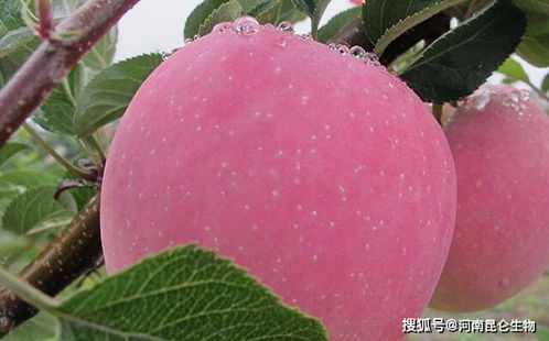 苹果用什么肥料 怎样让果实快速膨大 一次冲施多少肥料合适