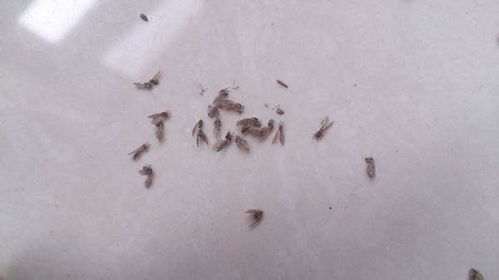花盆满是小飞虫 不是大事,花盆撒把料,小虫跑光光