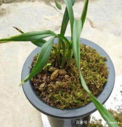 卡特兰换盆怎么处理有经验的都会加上 它 ,花开爆盆嫉妒死人