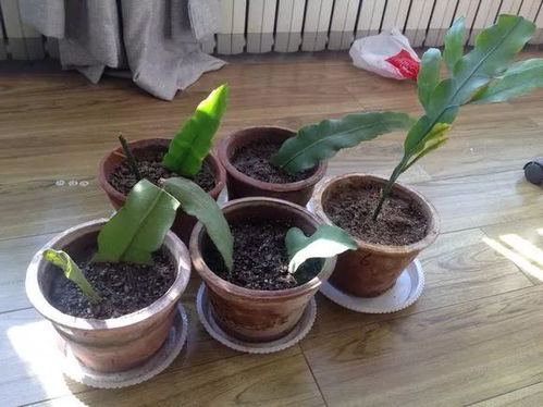 春天3种花扦插 生根快 ,剪1段叶子插1盆,一次花开上百朵