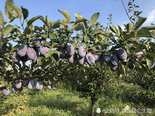 李子抗病增产增收施什么肥好 李子用什么肥能高产 李子膨果期能用什么肥