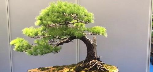 松树老桩移栽成活率不好 那是你没掌握重要技巧,如此做简单提高