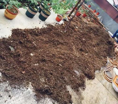 一种 万能土 ,养花的人抢着挖,养兰花 君子兰杠杠滴