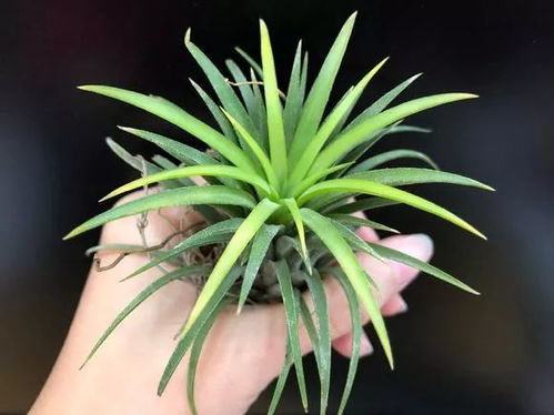 4种花不能用土养,一浇就烂根,很多人不知道