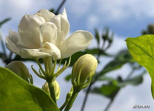 茉莉花怎么养,简单轻松养活茉莉花小妙招
