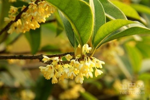 八月桂花树的价格以及种植方法