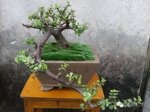 金枝玉叶盆景制作与管理