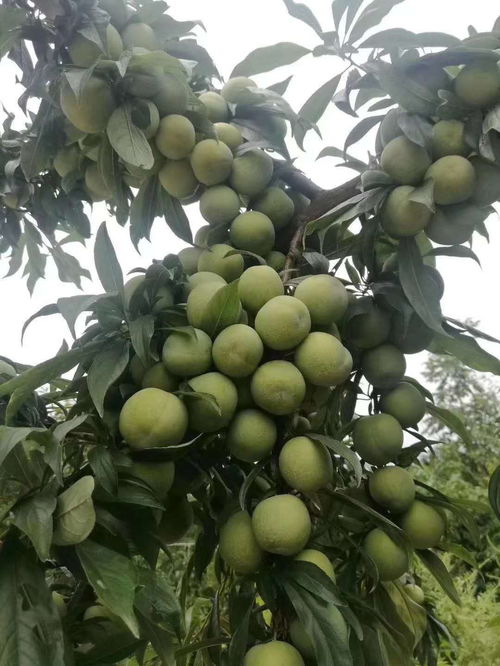 晚熟李子树苗什么时候施肥最好呢