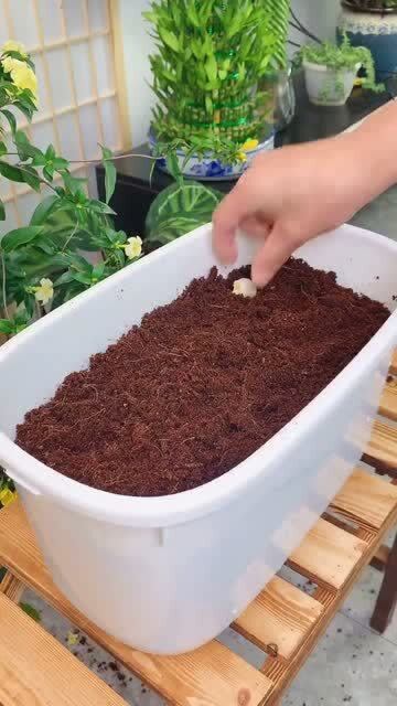 椰砖土能种菜吗-椰砖土可以育苗吗