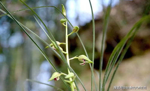 秋天种植兰花,营养土怎么配制 用这3种材料,兰花生根更健壮