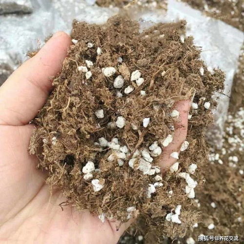 家庭养花的通用配土操作指南,省钱又省心,养的植物花卉更容易活