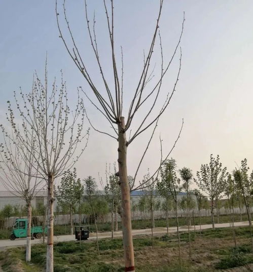 园林苗木移植后常见问题分析和解决方案